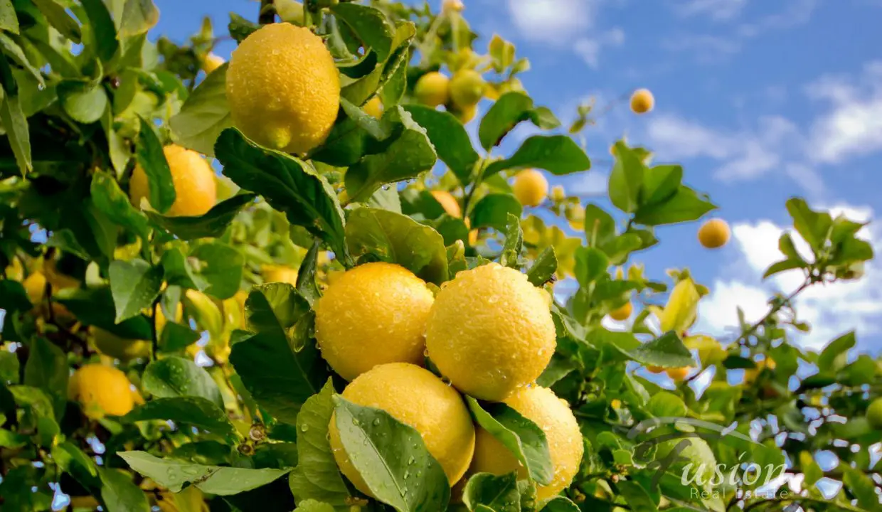 uploads1626317266232-9ak679hv8rl-90cc7b81d70b15d177a1f2a6c3ddf53214