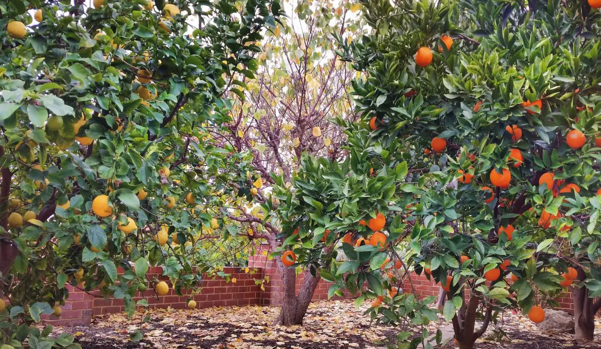 uploads1659416987667-ejiiz5ppipc-2d7c6575217540a7e02395dab21e092810A-Poimena-St-Kingsley-36