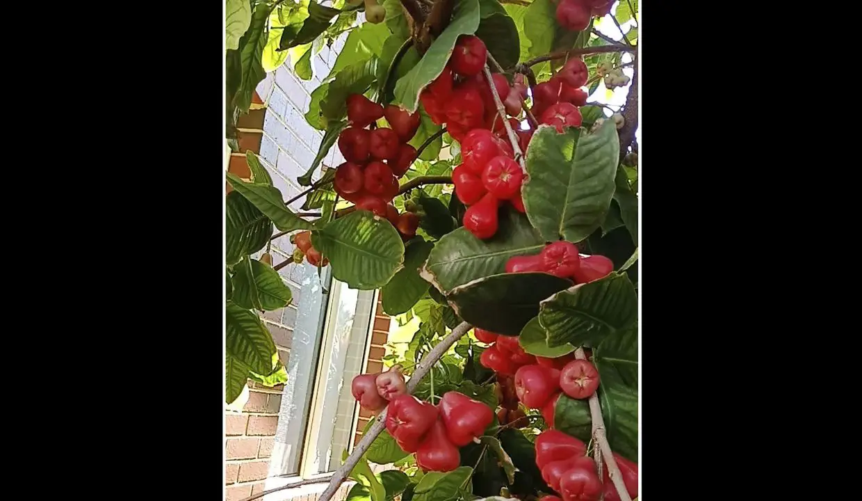 uploads1659416987668-nschll3c5zr-2d7c6575217540a7e02395dab21e092810A-Poimena-St-Kingsley-37